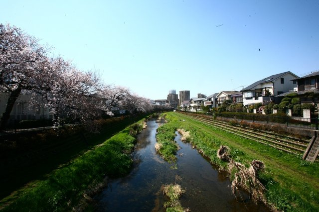 春は桜並木が圧巻です。