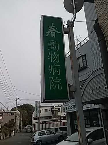 春動物病院