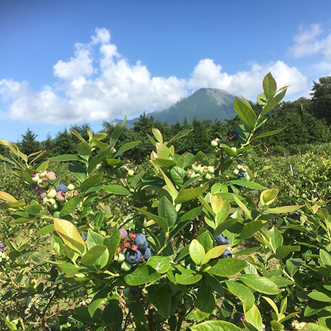 あきたブルーベリー農園