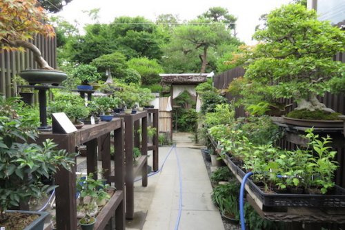 大宮盆栽村