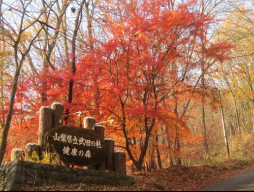 山梨県立武田の杜キャンプ場